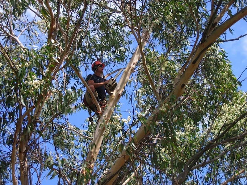 JW Tree Services tree services work in Kingsford