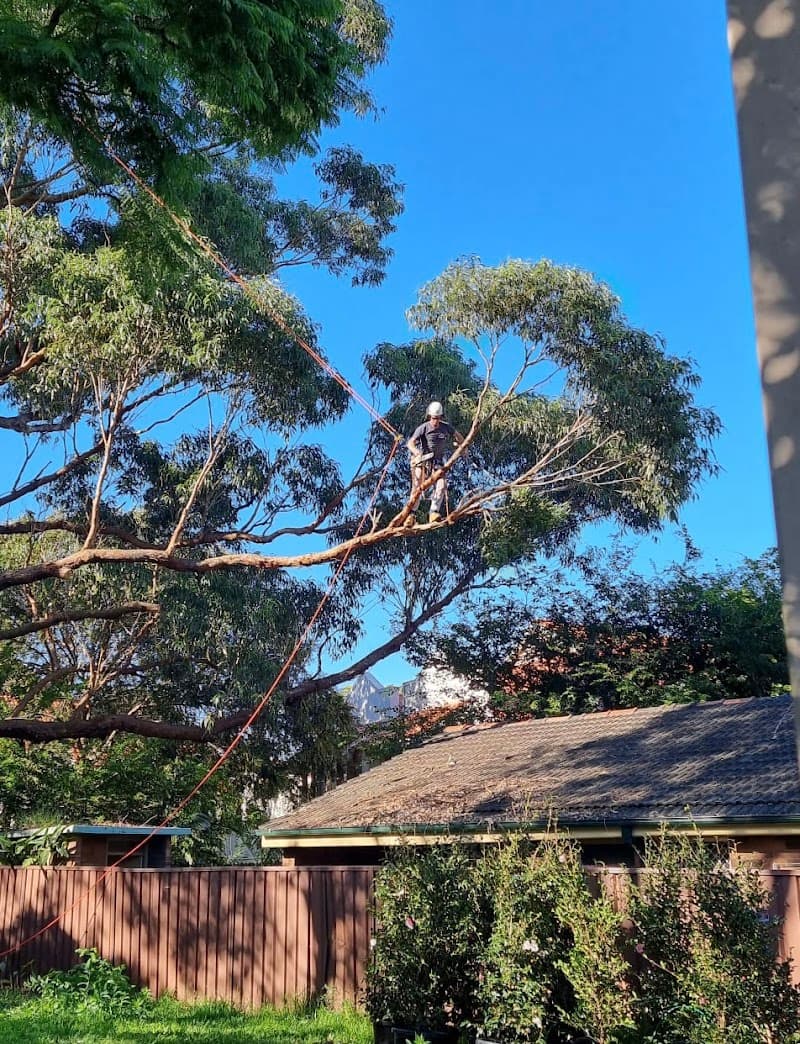 JW Tree Services tree services work in Kingsford