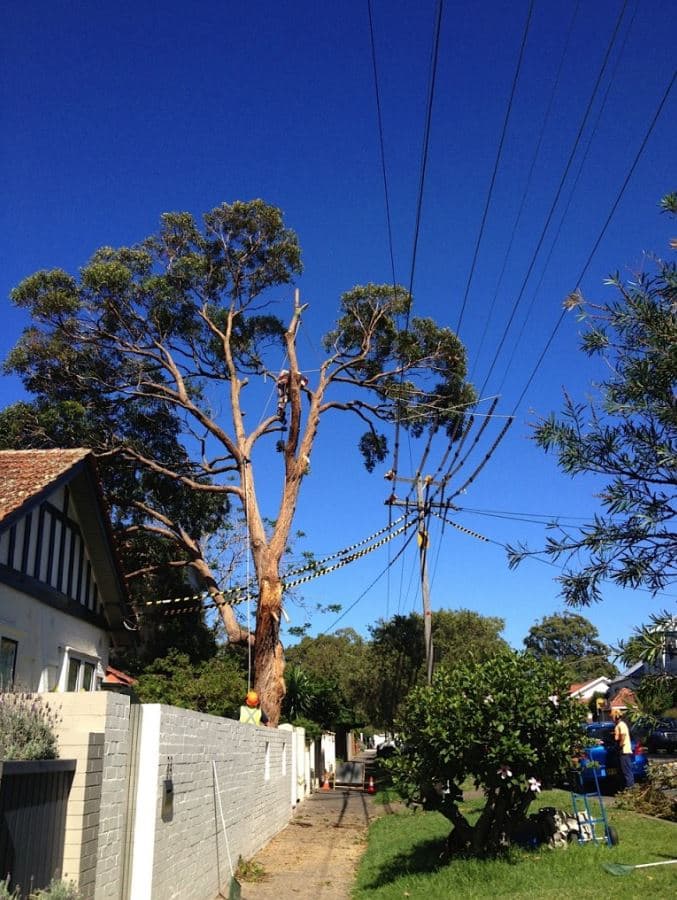 JW Tree Services tree services work in Kingsford