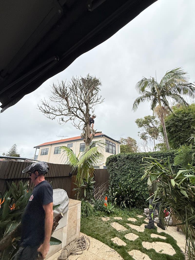 JW Tree Services tree services work in Kingsford