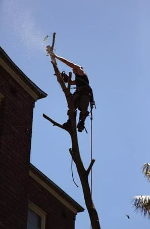 JW Tree Services tree services work in Kingsford