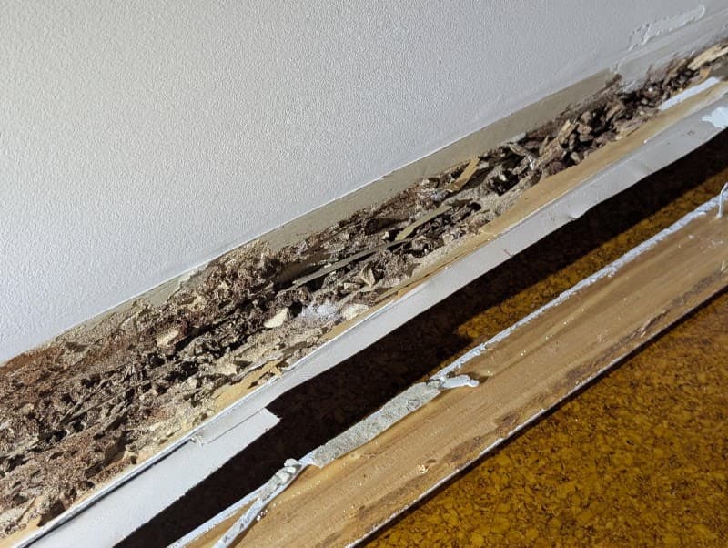 Keiran Mortimer Pest Control pest control work in Wilsonton