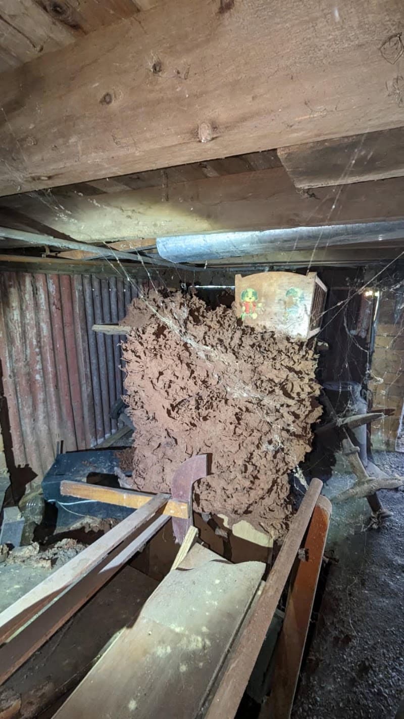 Keiran Mortimer Pest Control pest control work in Wilsonton