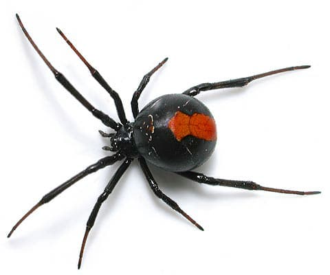 Kill A Pest Lake Macquarie - Pest Control & Termite Inspections pest control work in Wangi Wangi