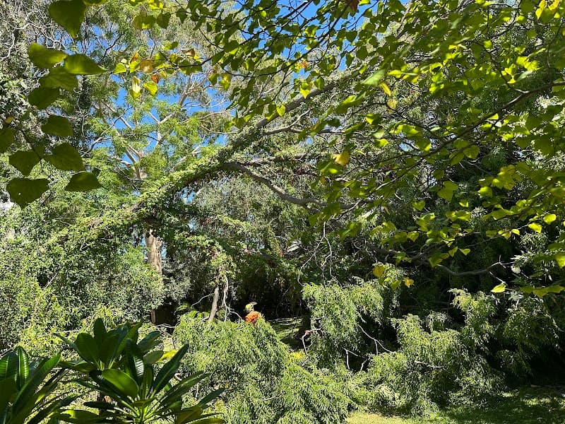 Kindest Cut Gardening and Tree Services tree services work in Tuart Hill