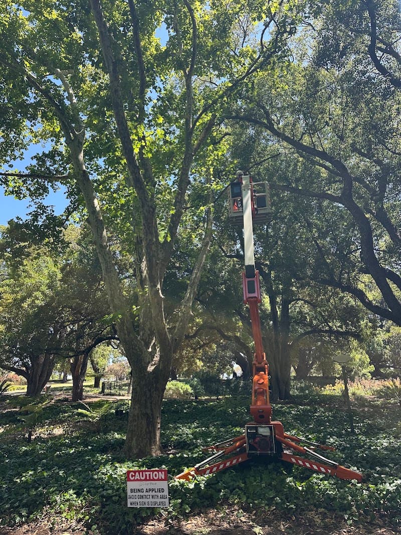 Kindest Cut Gardening and Tree Services tree services work in Tuart Hill