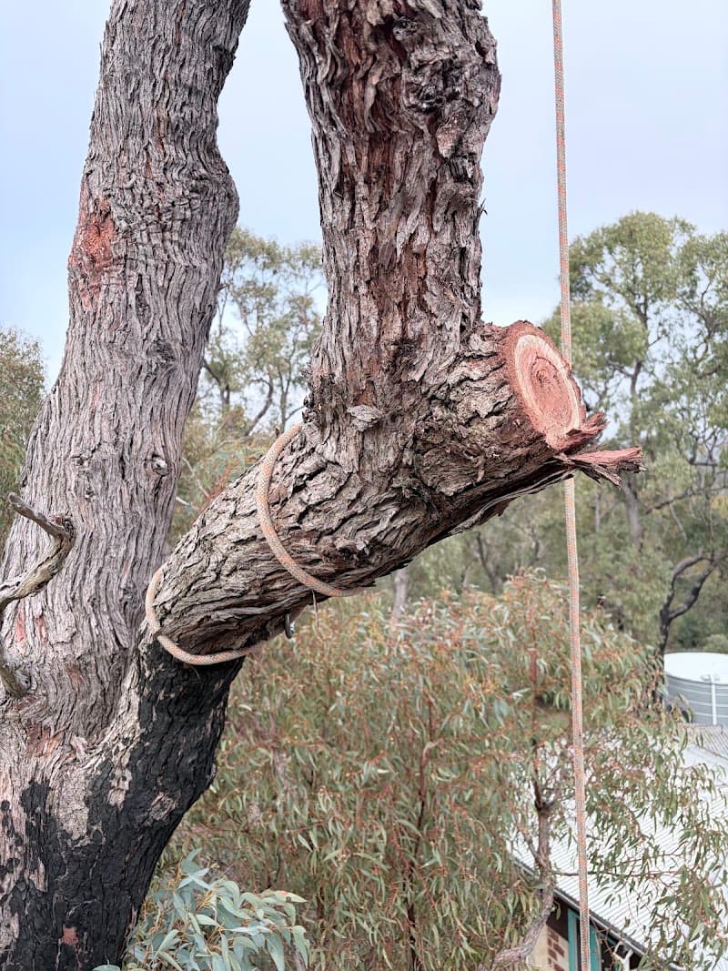 Kindest Cut Gardening and Tree Services tree services work in Tuart Hill