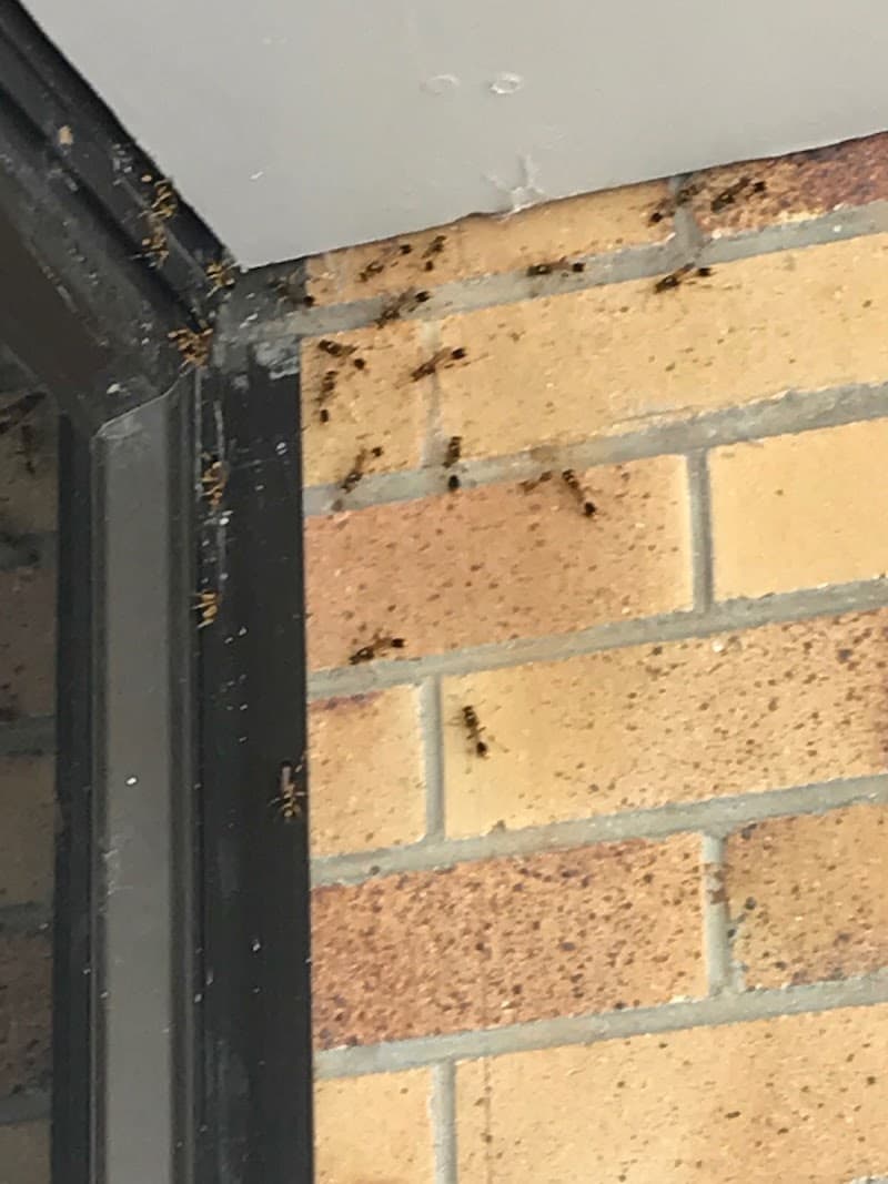 King Arthur Handyman & Pest Control Services pest control work in Harlaxton
