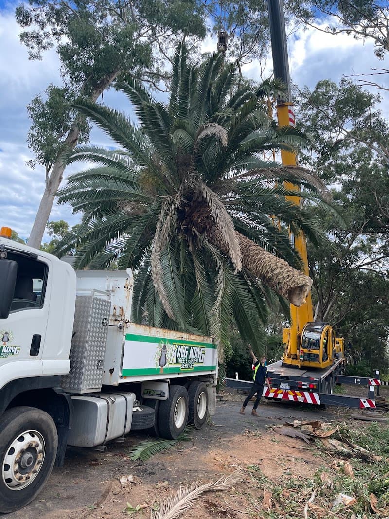 King Kong Tree Services tree services work in Erina