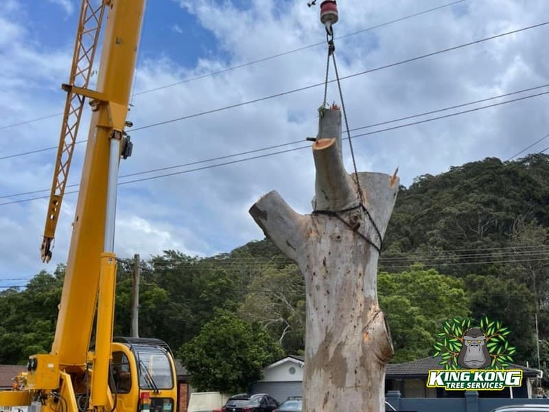 King Kong Tree Services tree services work in Erina