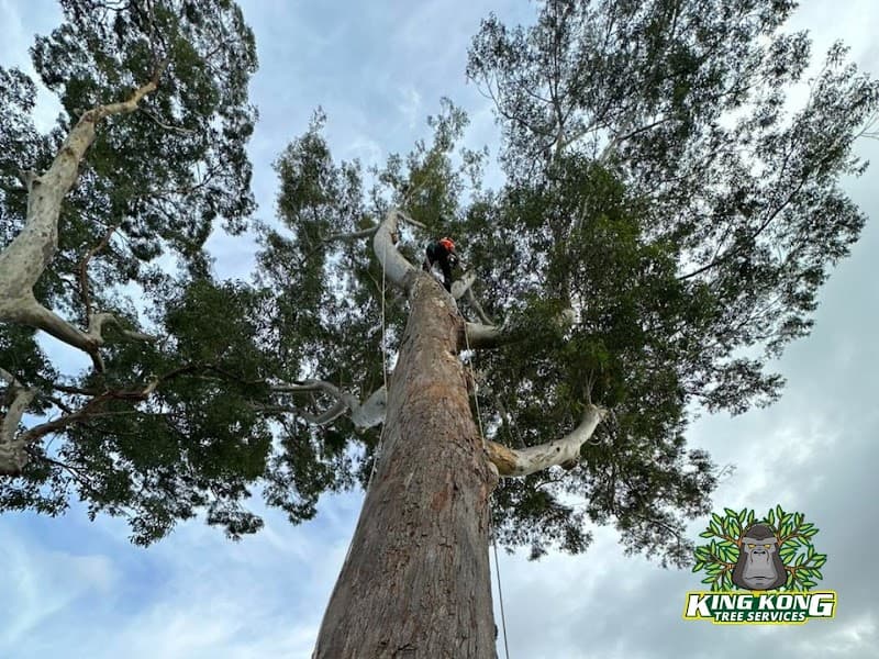 King Kong Tree Services tree services work in Erina