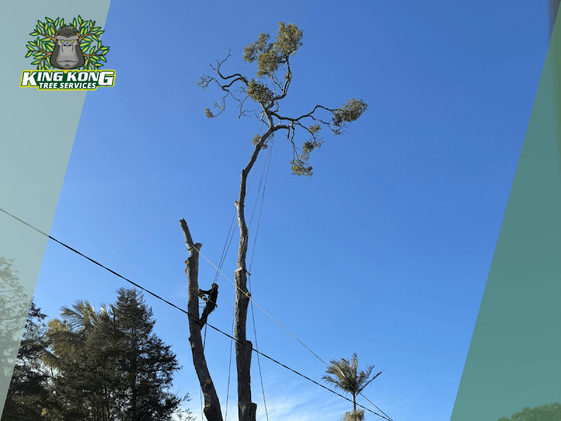 King Kong Tree Services tree services work in Erina
