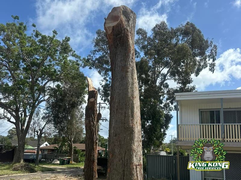 King Kong Tree Services tree services work in Erina
