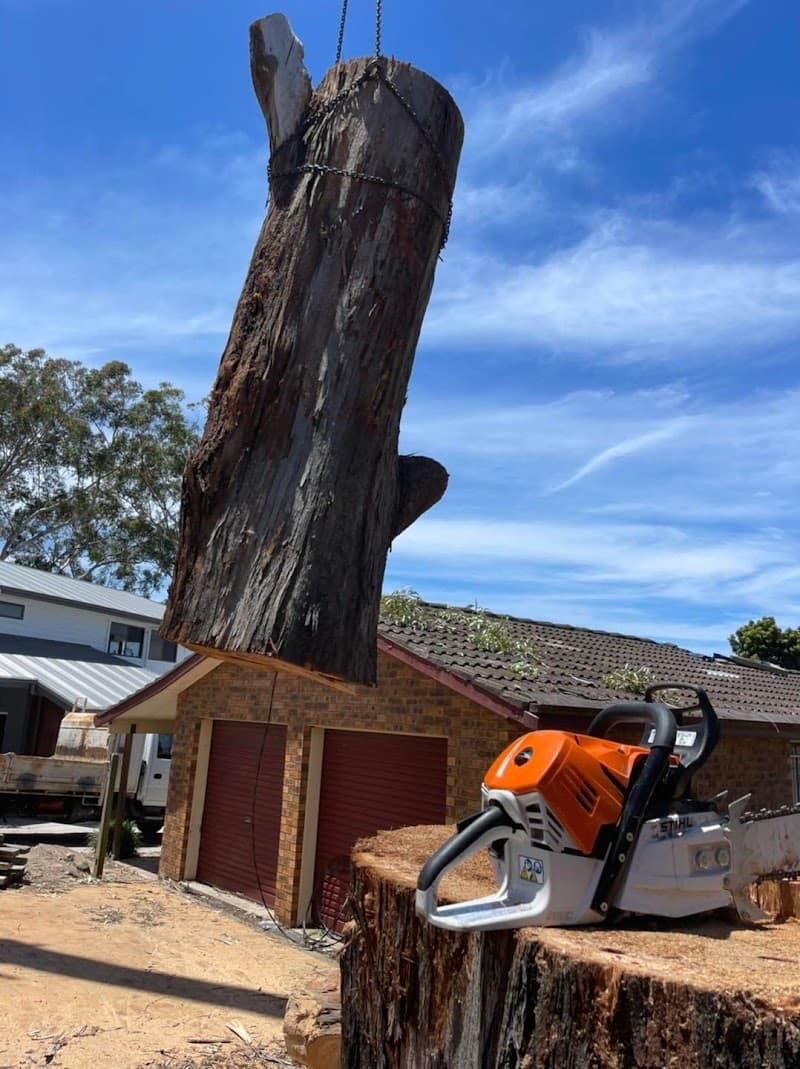 King Kong Tree Services tree services work in Erina