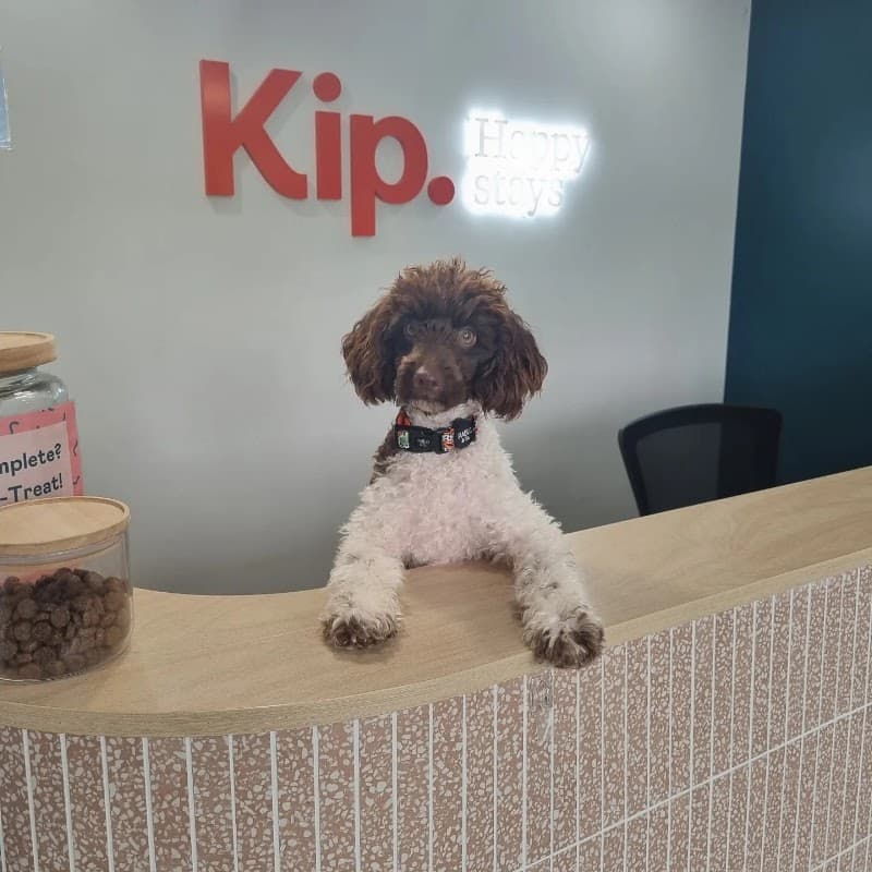 Kip Newstead Dog Daycare pet sitting & house sitting work in Newstead