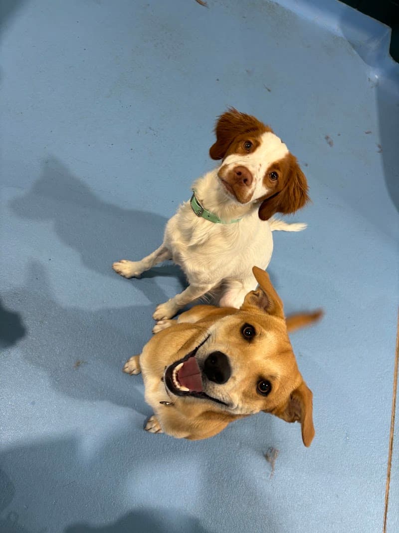 Kip Newstead Dog Daycare pet sitting & house sitting work in Newstead