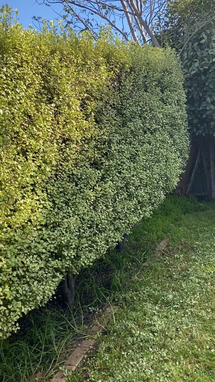 Koala Lawn Mowing Adelaide SA lawn care work in Felixstow