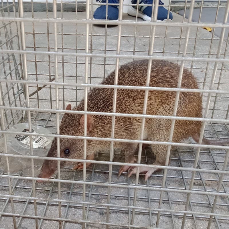 KROSS Pest Management pest control work in Bayview Heights