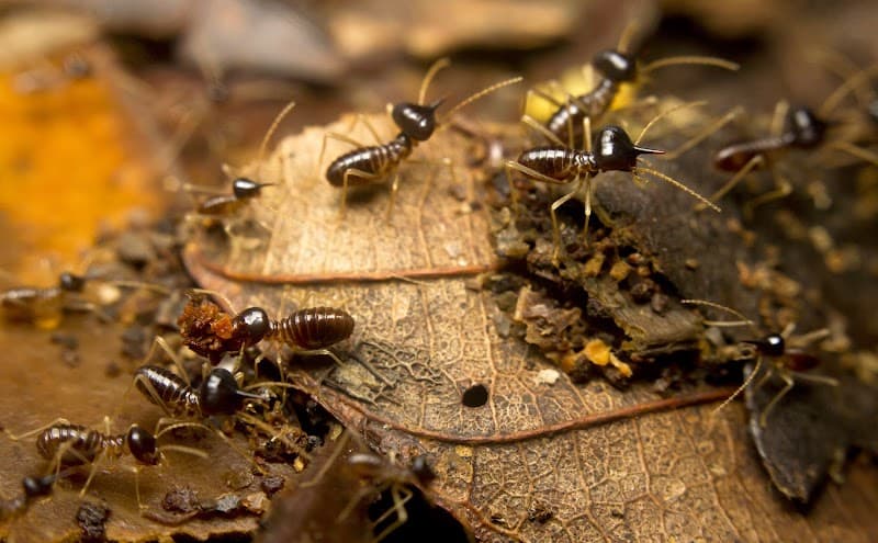 KROSS Pest Management pest control work in Bayview Heights