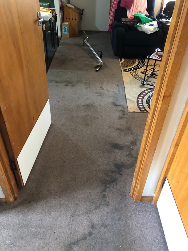 Launie Cleaning & carpet care carpet cleaning work in Mowbray