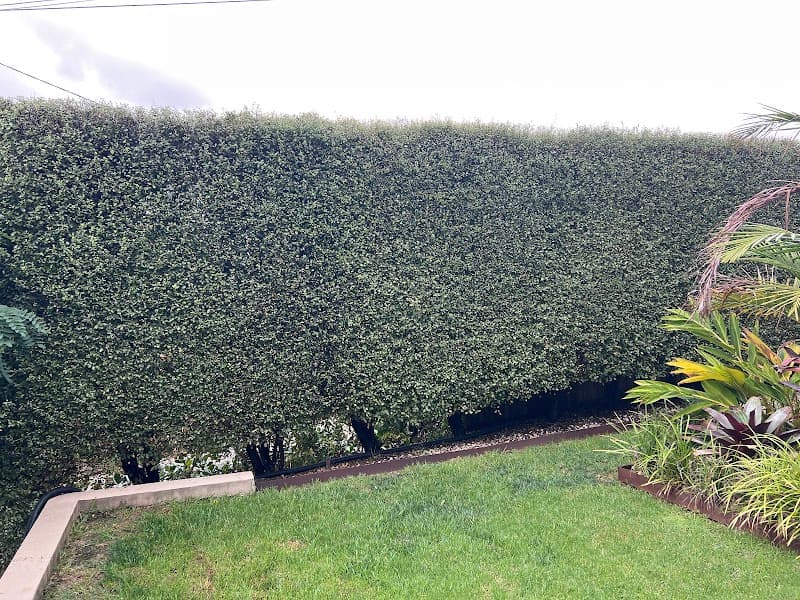 Lawn Link (Division of Augusta) lawn care work in Ashburton