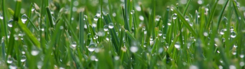 Lawn Mowing 2747 & Property Maintenance gardening work in Colyton