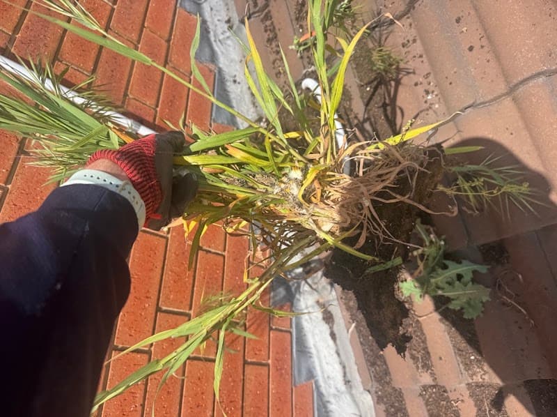 Leaf it 2 us gutter cleaning work in Adelaide