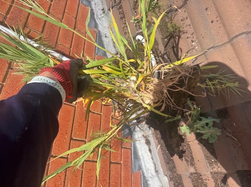 Leaf it 2 us gutter cleaning work in Adelaide