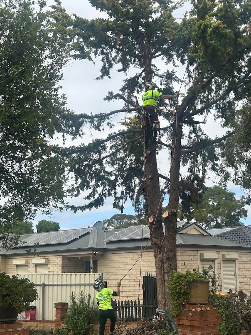 LEEZ TREES - Arborist Tree Pruning & Removal Service tree services work in Craigmore