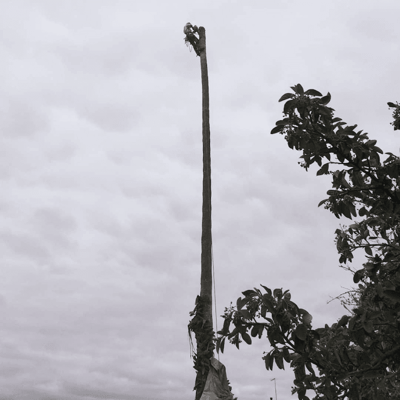 LEEZ TREES - Arborist Tree Pruning & Removal Service tree services work in Craigmore