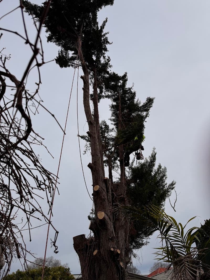 LEEZ TREES - Arborist Tree Pruning & Removal Service tree services work in Craigmore