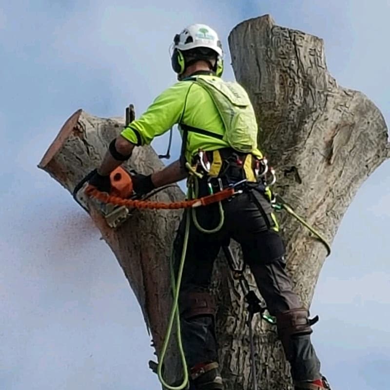 LEEZ TREES - Arborist Tree Pruning & Removal Service tree services work in Craigmore