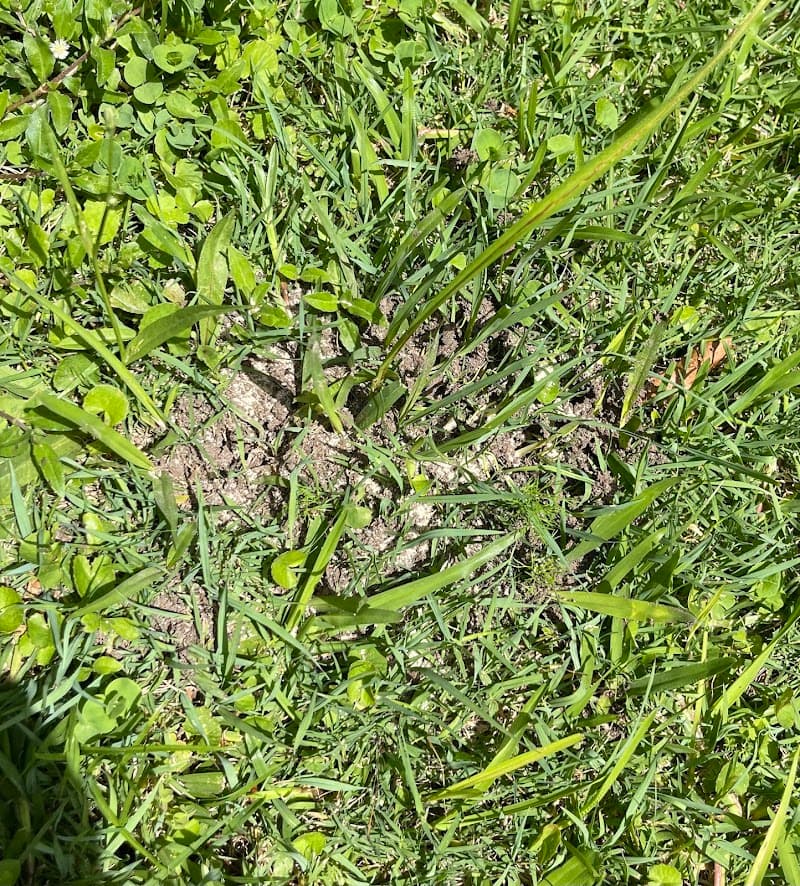 Lethal Pest Control pest control work in Southport