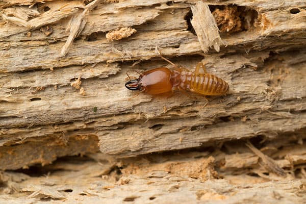 Lethal Pest Control pest control work in Southport