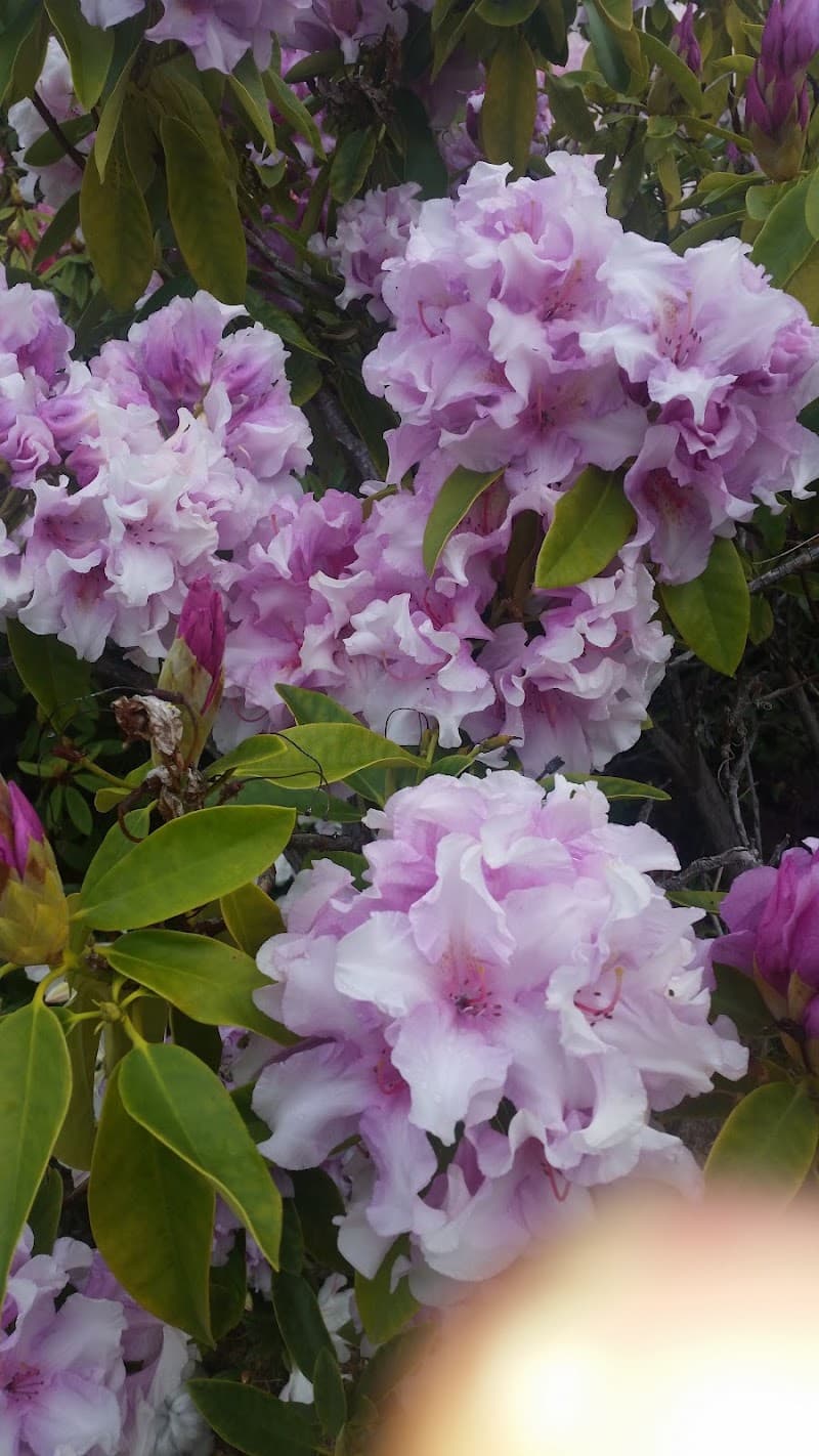 Lifestyle Garden Maintenance gardening work in Lindisfarne