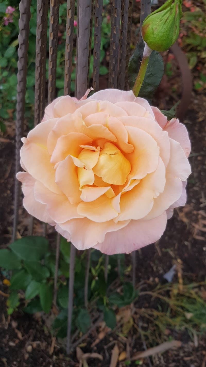 Lifestyle Garden Maintenance gardening work in Lindisfarne