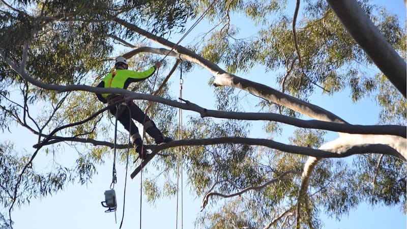 Lifestyle Tree Services tree services work in Wanneroo