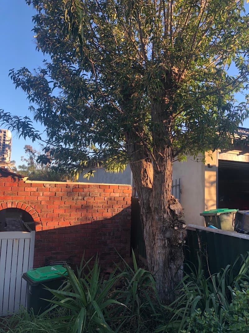 Lifestyle Tree Services tree services work in Wanneroo