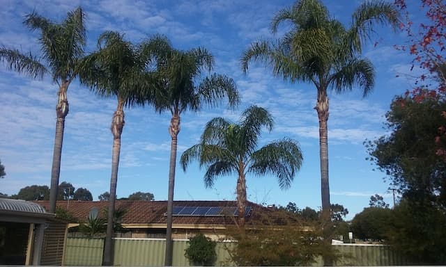 Lifestyle Tree Services tree services work in Wanneroo