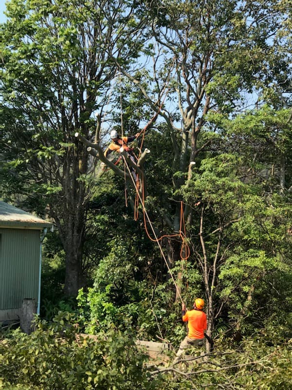 Limb-it-Less Tree Services landscaping work in Korora