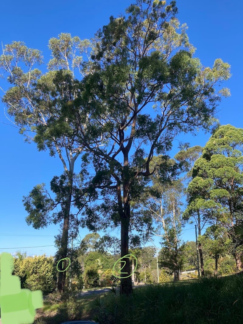 Limb-it-Less Tree Services landscaping work in Korora
