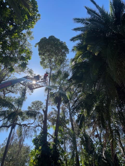 Limb-it-Less Tree Services landscaping work in Korora