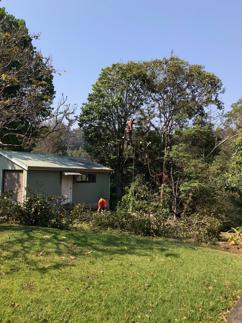 Limb-it-Less Tree Services landscaping work in Korora