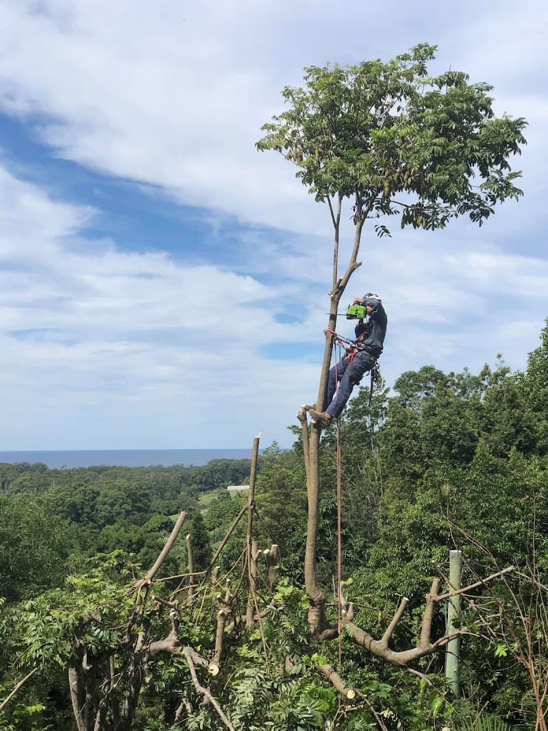 Limb-it-Less Tree Services landscaping work in Korora