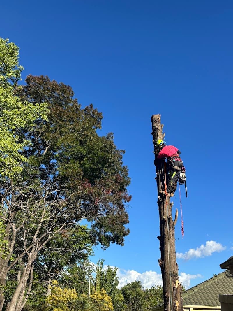 LiRo Tree Services Canberra tree services work in Lyneham