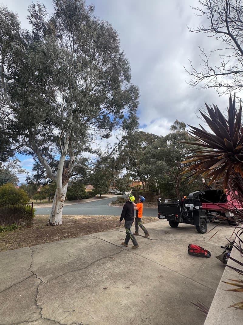 LiRo Tree Services Canberra tree services work in Lyneham