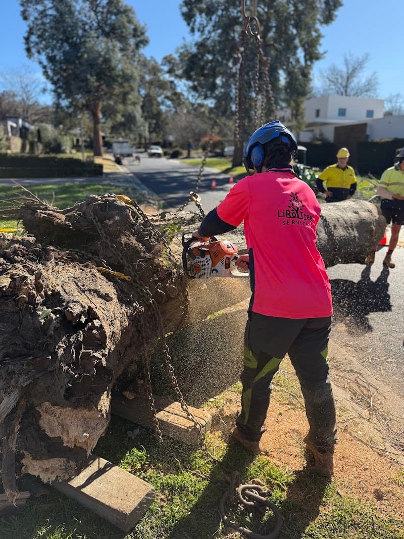 LiRo Tree Services Canberra tree services work in Lyneham