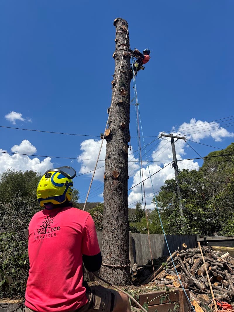 LiRo Tree Services Canberra tree services work in Lyneham