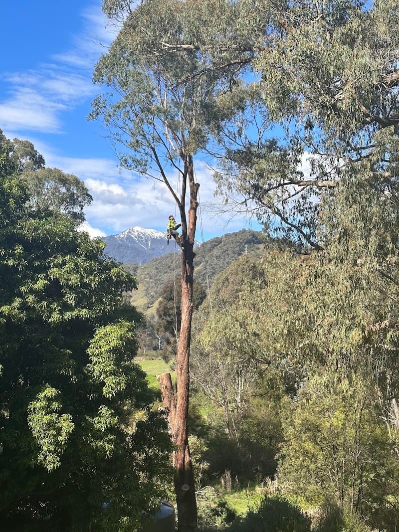 Local Tree Care tree services work in Baranduda