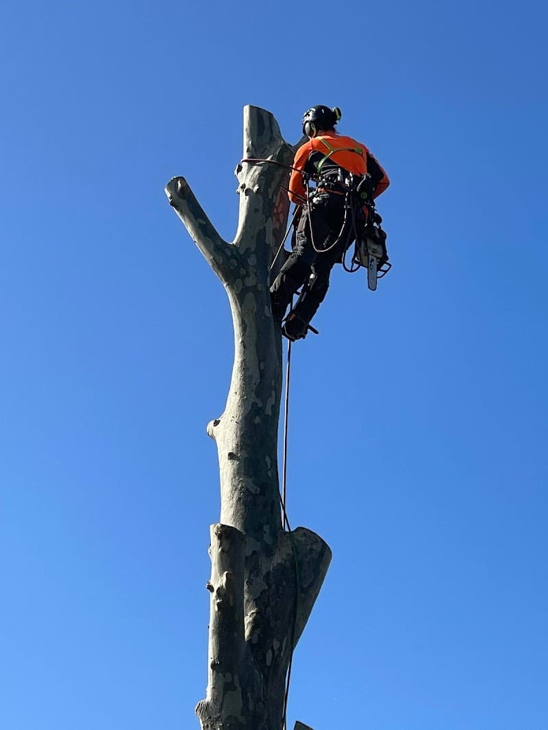Local Tree Care tree services work in Baranduda